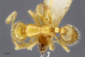 Media type: image;   Entomology 520507